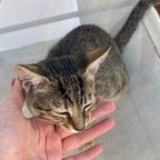 a profile picture. a is a OnlyFans model from France.