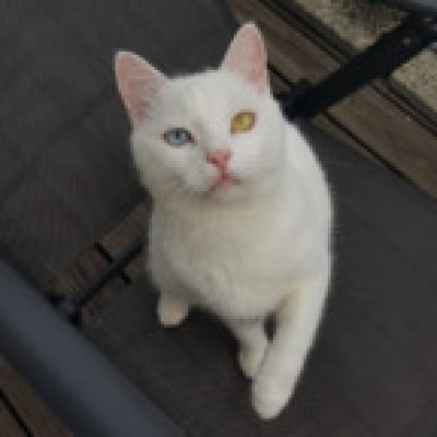 Olli - TheFunnyDeafCat profile picture. Olli - TheFunnyDeafCat is a OnlyFans model from Slovenia.