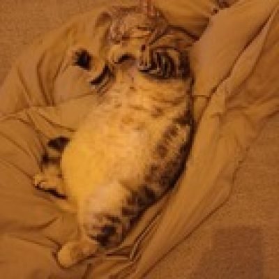 Ukrainian Cat Luchik profile picture. Ukrainian Cat Luchik is a OnlyFans model from Ukraine.