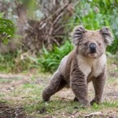 Animal Facts profile picture. Animal Facts is a OnlyFans model from India.